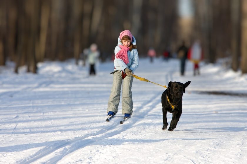 Tipps für den Winterurlaub mit Hund 5