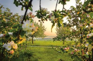 Fallobst: Müssen Grundstückseigentümer die Früchte aus Nachbars Garten dulden? 15